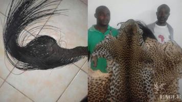 6 leopard skin traffickers arrested