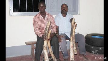2 ivory traffickers arrested