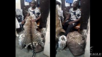 A trafficker arrested with 45kg pangolin scales and a leopard skin