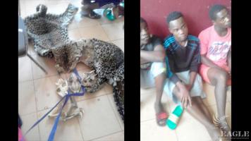 3 traffickers arrested with 3 leopard skins and 3 leopard skulls