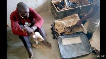 A trafficker arrested with a lion skin and jaws