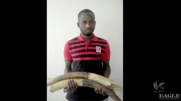 An Ivory trafficker arrested with 3 elephant tusks