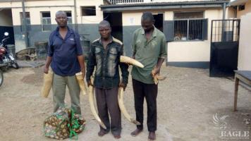 3 Ivory traffickers arrested