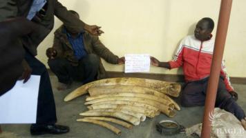 2 Kenyan traffickers arrested with 49kg of Ivory