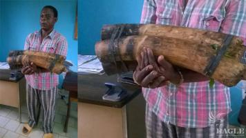 2 ivory traffickers arrested, one of them repeat offender