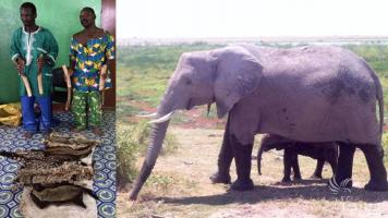 2 traffickers arrested with 4 tusks
