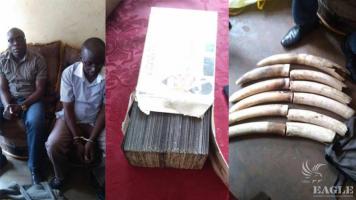 2 traffickers arrested with 6 tusks