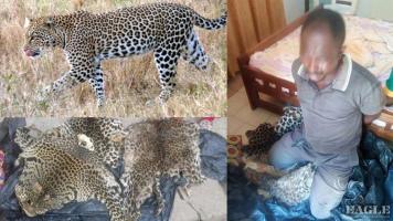 2 traffickers arrested with 2 leopard skins