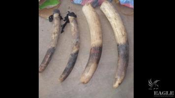 3 trafficker arrested with 4 tusks