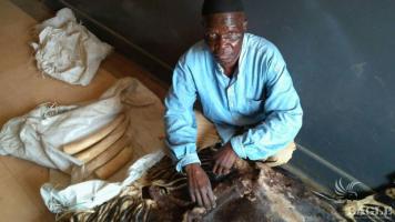 A major trafficker arrested with okapi skin and 4 Ivory pieces