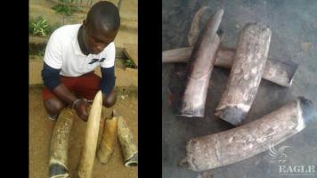 A trafficker arrested with 18kg of Ivory