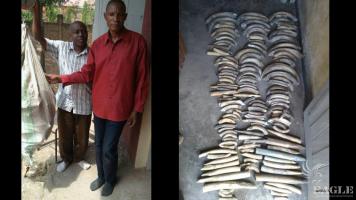 2 traffickers arrested with 140 hippo teeth