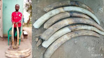 A trafficker arrested with 54kg Ivory