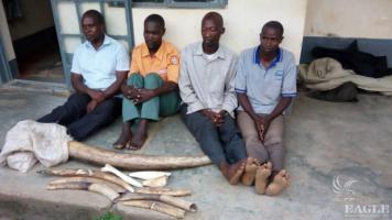 4 traffickers arrested with 58kg Ivory