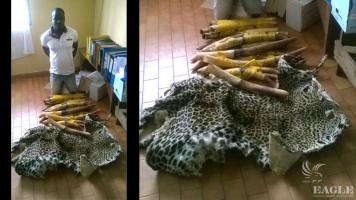 An ivory trafficker arrested with 17 tusks