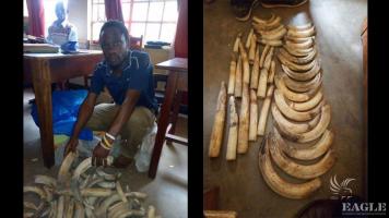 A trafficker arrested with 38 hippo teeth