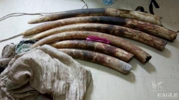 An ivory trafficker arrested with 33 kg ivory