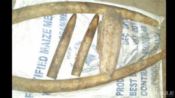 An ivory trafficker arrested with 26kg of ivory