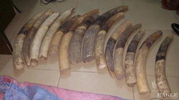 2 ivory traffickers arrested with 14 tusks