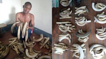 A trafficker arrested with 215 hippo teeth