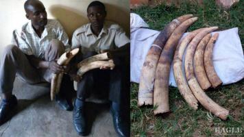 5 traffickers arrested with 10 tusks