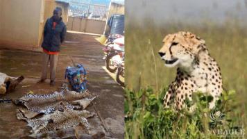 2 traffickers arrested with a cheetah skin and a leopard skin