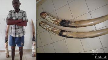 An ivory trafficker arrested with 2 large fresh elephant tusks