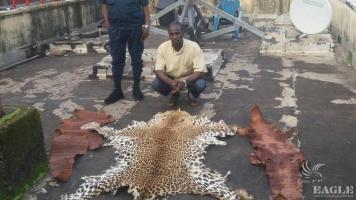 A trafficker arrested with a leopard skin
