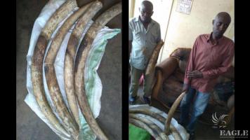 2 ivory traffickers arrested with 4  tusks