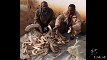 2 traffickers arrested with 127 hippo teeth