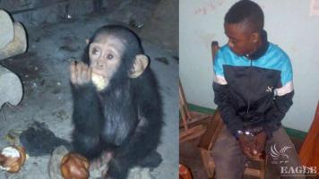 A baby chimp rescued and ape trafficker arrested