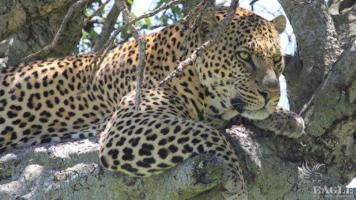 2 wildlife traffickers arrested with two leopard skins