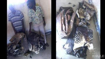 2 traffickers arrested with 3 okapi skins