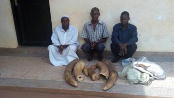 3 traffickers arrested with 45kg Ivory