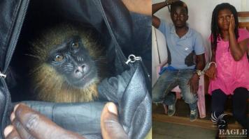 2 traffickers arrested with a baby mandrill
