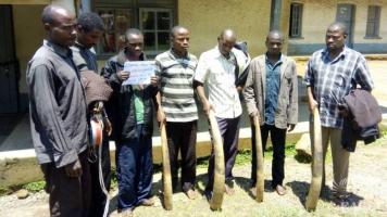 8 Ivory traffickers including an army officer arrested with 4 tusks.
