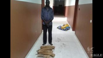 A Senegalese wildlife trafficker arrested with 4 tusks