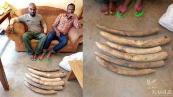 2 traffickers arrested in Kampala with 6 tusks