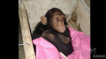 A baby chimp rescued and 4 traffickers arrested