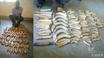 A trafficker arrested with 102 hippo teeth