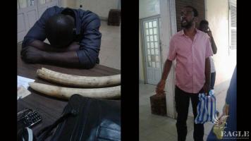 2 traffickers arrested with two tusks