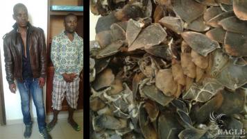 2 traffickers arrested with 71 kg pangolin scales