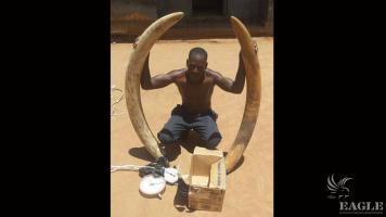 A trafficker arrested with two tusks of 42 kg
