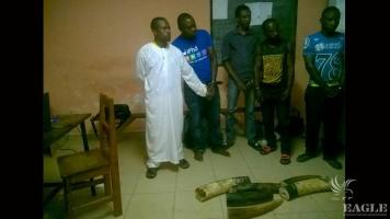 5 traffickers arrested with more than 20 kg of ivory