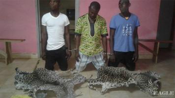 4 traffickers arrested with 2 leopard skins