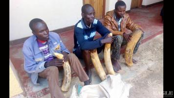 3 traffickers arrested with 47 kg of ivory