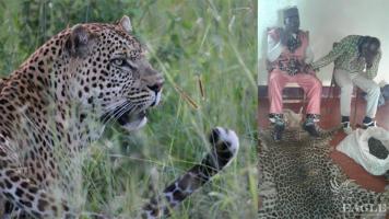 2 traffickers arrested with 2 leopard skins and pangolin scales