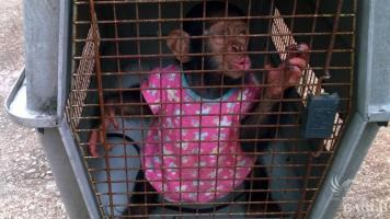 2 traffickers arrested with a baby chimp