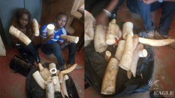 2 traffickers arrested with 47kg Ivory