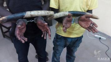 2 traffickers arrested with 2 tusks
